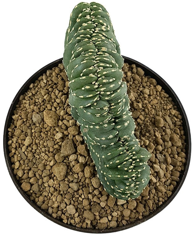 Pachycereus marginatus f. cristata - seltener Zaunkaktus