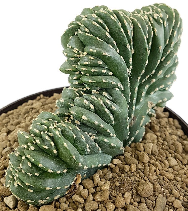 Pachycereus marginatus f. cristata - seltener Zaunkaktus