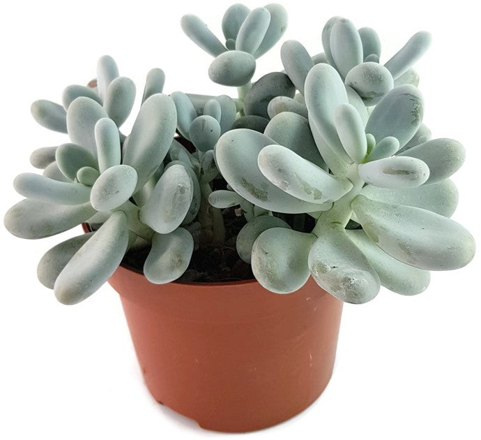 Pachyphytum oviferum - Mondsteinpflanze