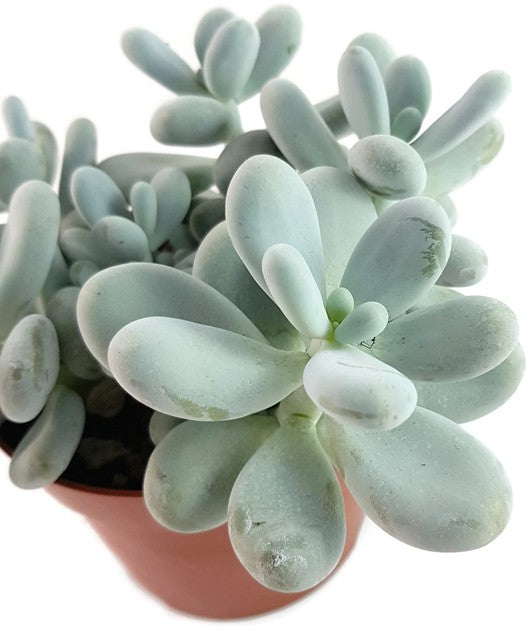 Pachyphytum oviferum - Mondsteinpflanze