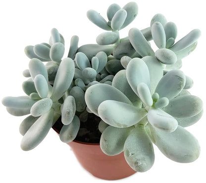 Pachyphytum oviferum - Mondsteinpflanze