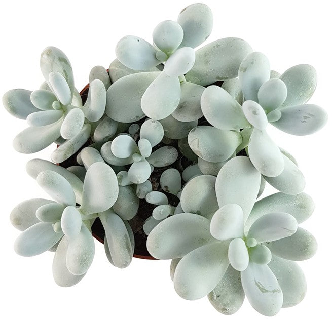 Pachyphytum oviferum - Mondsteinpflanze