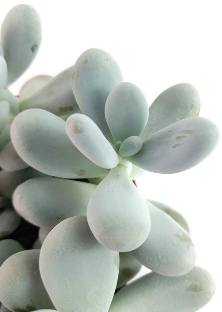 Pachyphytum oviferum - Mondsteinpflanze