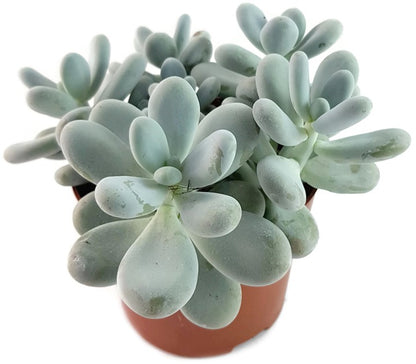 Pachyphytum oviferum - Mondsteinpflanze