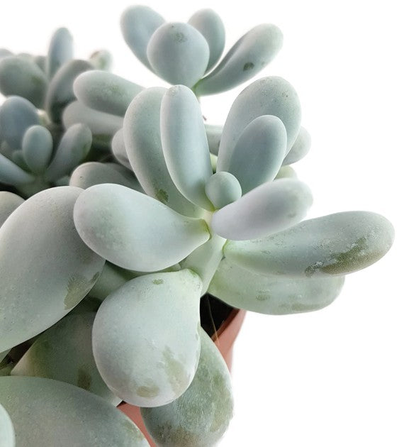 Pachyphytum oviferum - Mondsteinpflanze