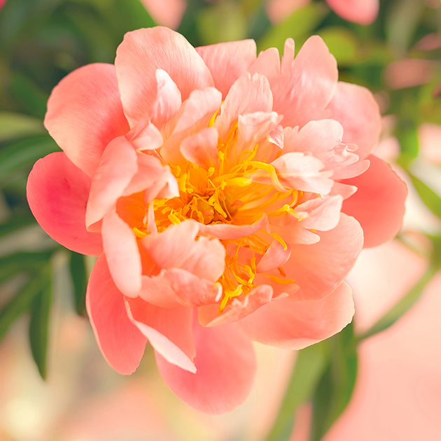 Paeonia lactiflora ‘Pink Hawaiian Coral’ - pfirsichrosafarbenen Pfingstrose