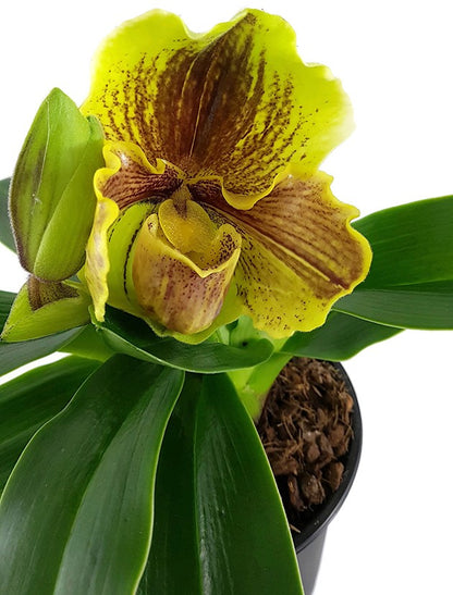 Paphiopedilum Lippewunder - Frauenschuhorchidee