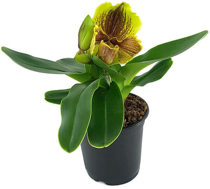 Paphiopedilum Lippewunder - Frauenschuhorchidee