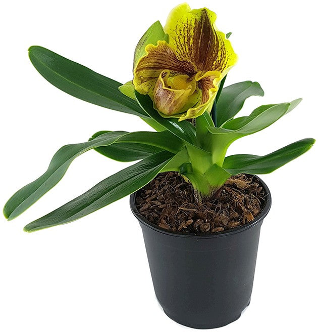 Paphiopedilum Lippewunder - Frauenschuhorchidee