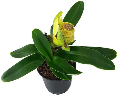 Paphiopedilum Lippewunder - Frauenschuhorchidee