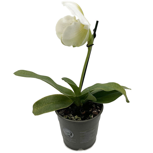 Paphiopedilum "Mrs. White" - weiße Frauenschuhorchidee