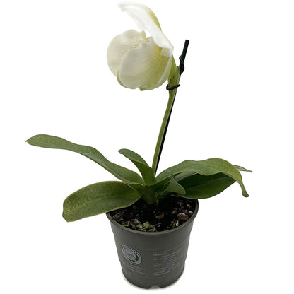 Paphiopedilum "Mrs. White" - weiße Frauenschuhorchidee