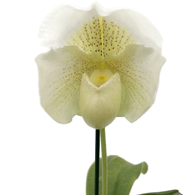 Paphiopedilum &quot;Mrs. White&quot; - weiße Frauenschuhorchidee