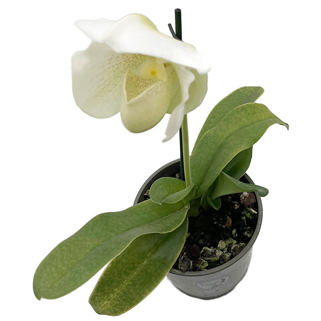 Paphiopedilum "Mrs. White" - weiße Frauenschuhorchidee