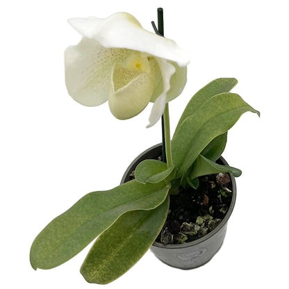 Paphiopedilum "Mrs. White" - weiße Frauenschuhorchidee