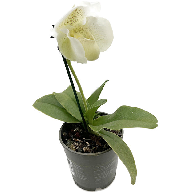 Paphiopedilum "Mrs. White" - weiße Frauenschuhorchidee
