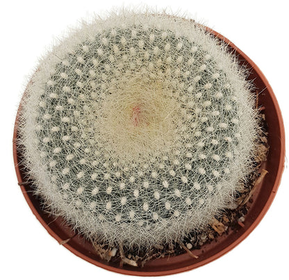 Parodia haselbergii - Kaktus