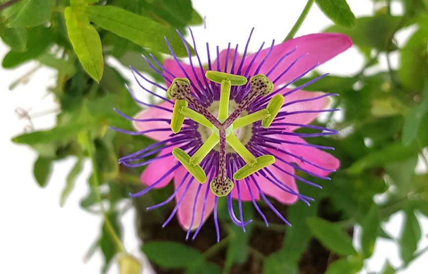 Passiflora Candy - zuckrig pinke Passionsblume