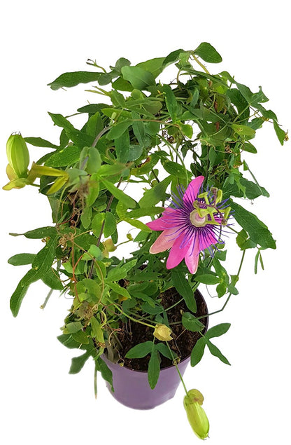 Passiflora Candy - zuckrig pinke Passionsblume