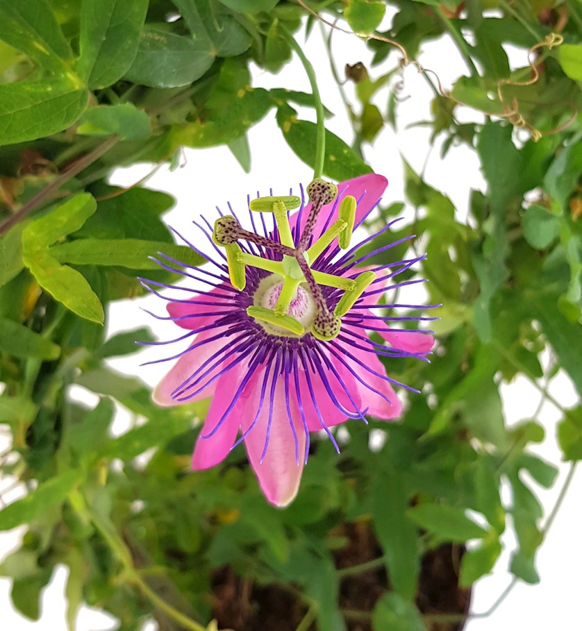 Passiflora Candy - zuckrig pinke Passionsblume