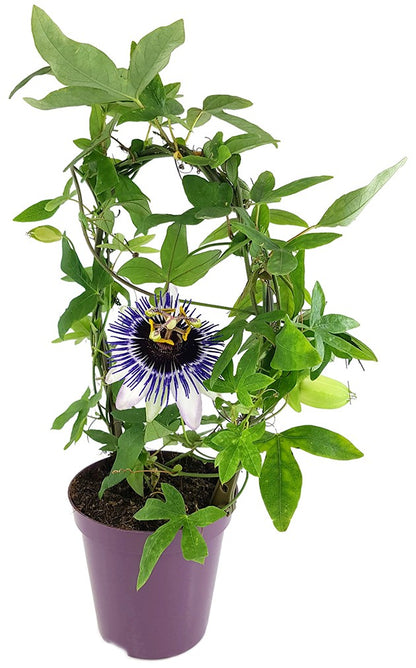 Passiflora &quot;Damsels Delight&quot; - große Passionsblume