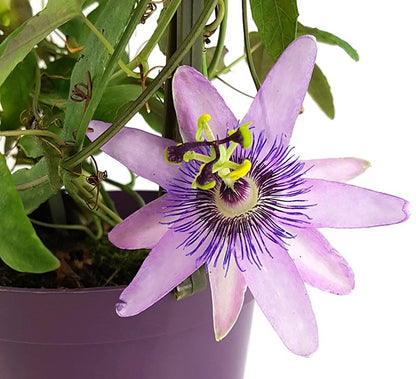 Passiflora &quot;Lavender Lady&quot; - violette Passionsblume