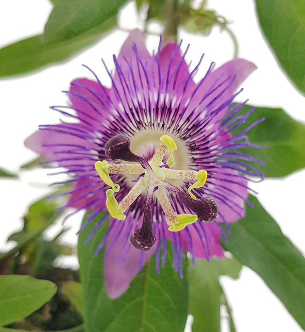 Passiflora &quot;Amethyst&quot; - Passionsblume