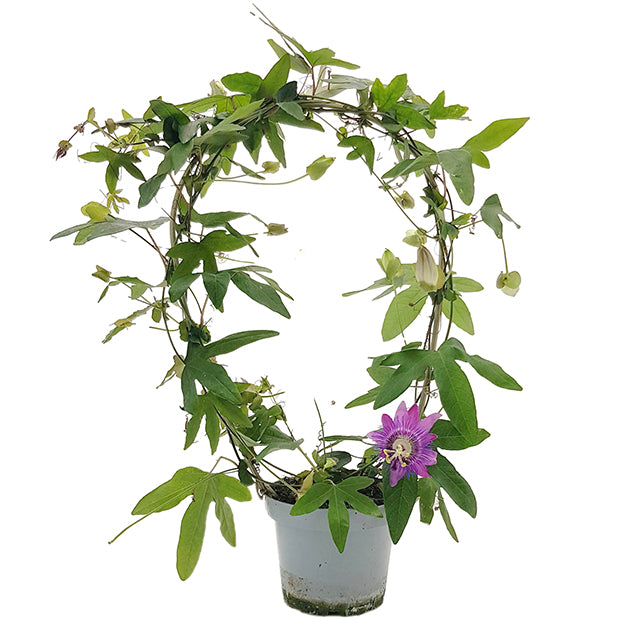 Passiflora &quot;Amethyst&quot; - Passionsblume