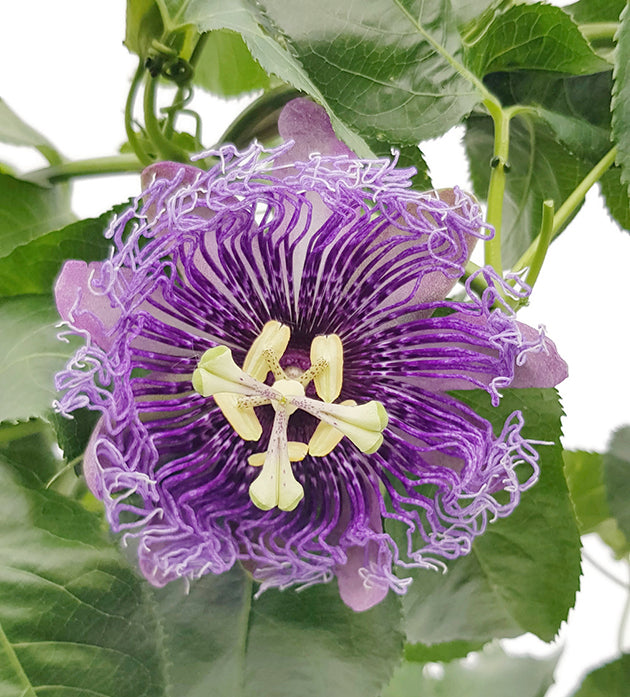 Passiflora &quot;Incense&quot; - duftende Passionsblume
