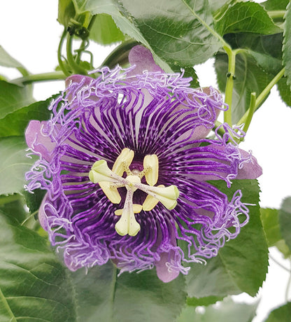 Passiflora &quot;Incense&quot; - duftende Passionsblume