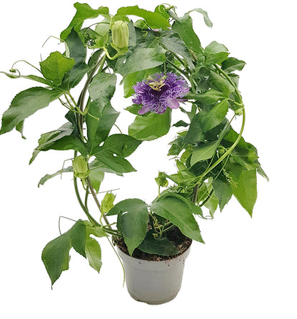 Passiflora &quot;Incense&quot; - duftende Passionsblume