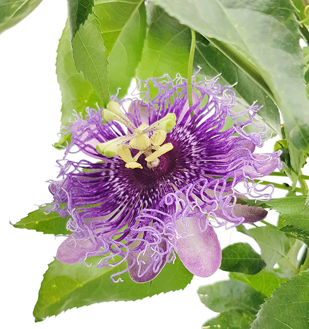 Passiflora &quot;Incense&quot; - duftende Passionsblume