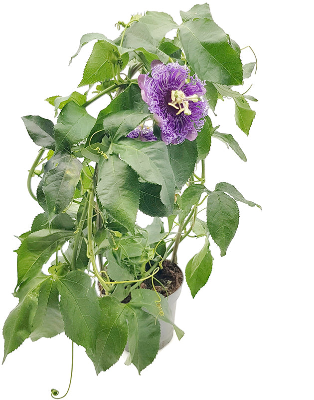 Passiflora &quot;Incense&quot; - duftende Passionsblume