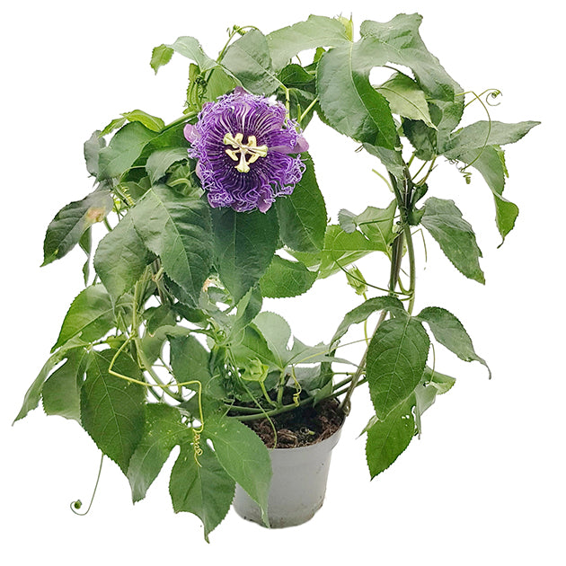 Passiflora &quot;Incense&quot; - duftende Passionsblume