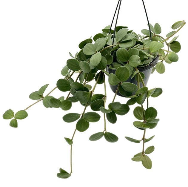 Peperomia Hope - grüner Zwergpfeffer