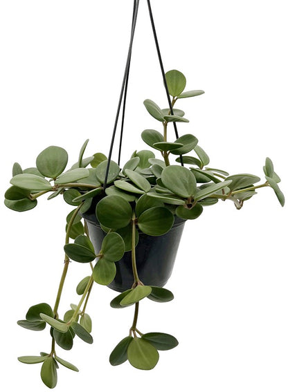 Peperomia Hope - grüner Zwergpfeffer