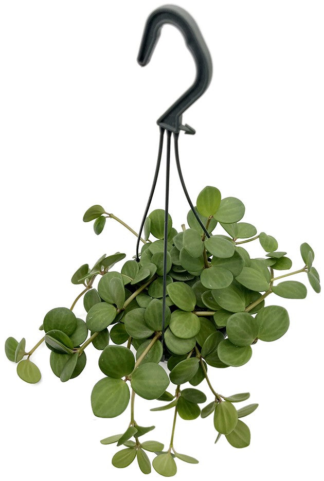 Peperomia Hope - grüner Zwergpfeffer