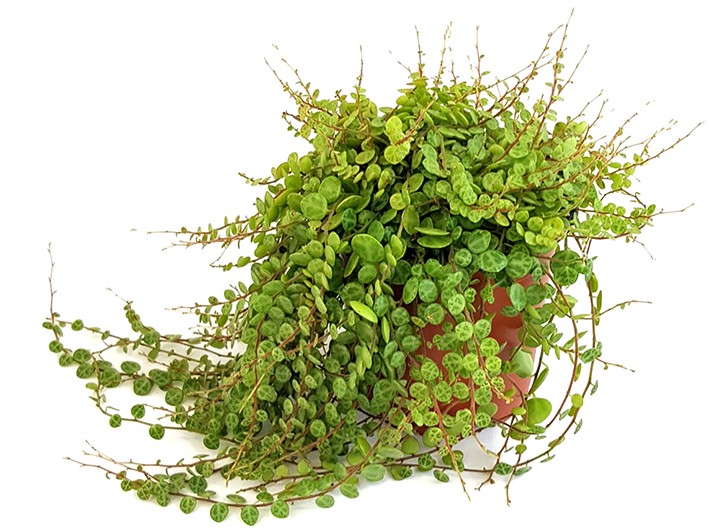 Peperomia prostrata - hängender Zierpfeffer