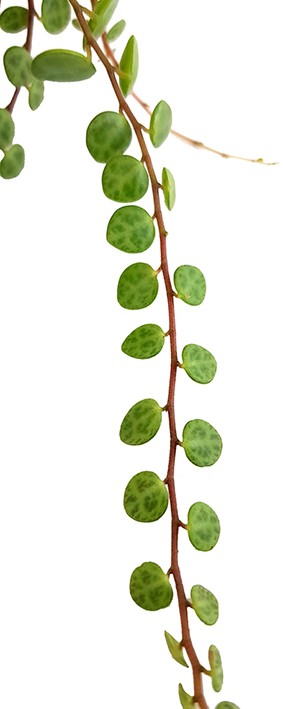 Peperomia prostrata - hängender Zierpfeffer