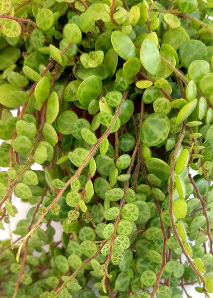 Peperomia prostrata - hängender Zierpfeffer