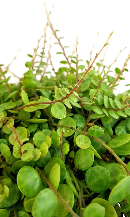 Peperomia prostrata - hängender Zierpfeffer