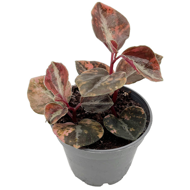 Peperomia "Crème Brûlée" - panaschierter Pfeffer