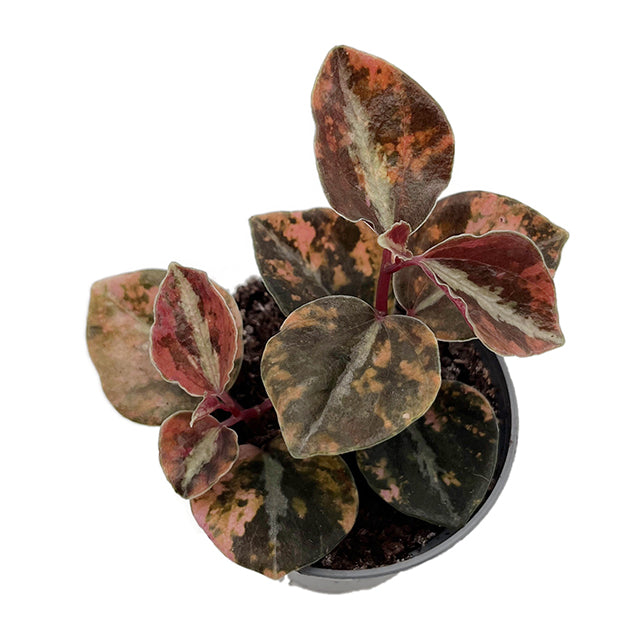 Peperomia "Crème Brûlée" - panaschierter Pfeffer