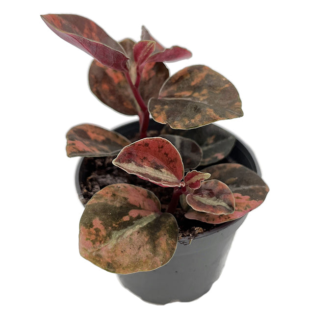 Peperomia "Crème Brûlée" - panaschierter Pfeffer