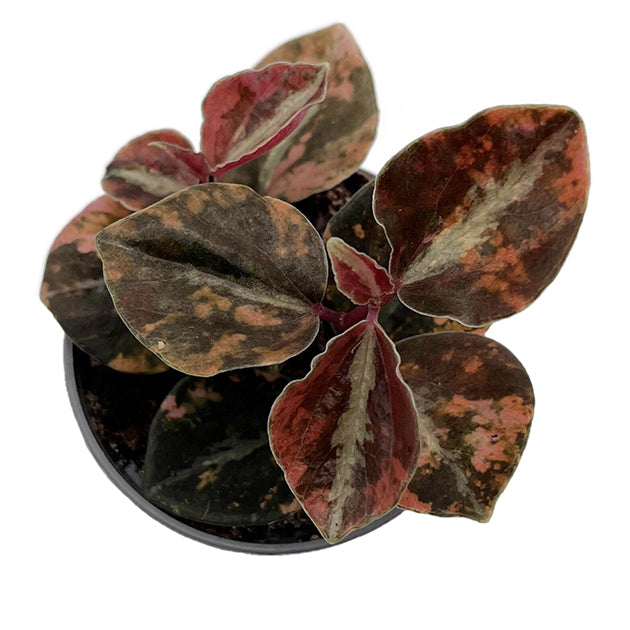 Peperomia "Crème Brûlée" - panaschierter Pfeffer