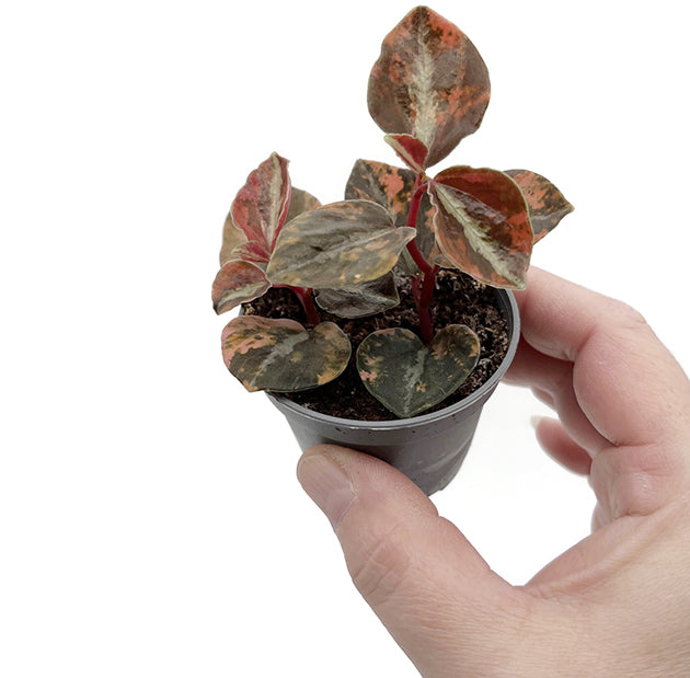 Peperomia "Crème Brûlée" - panaschierter Pfeffer