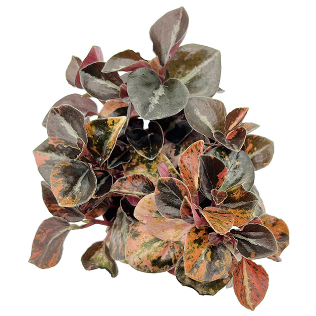 Peperomia "Crème Brûlée" - panaschierter Pfeffer