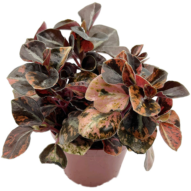 Peperomia "Crème Brûlée" - panaschierter Pfeffer