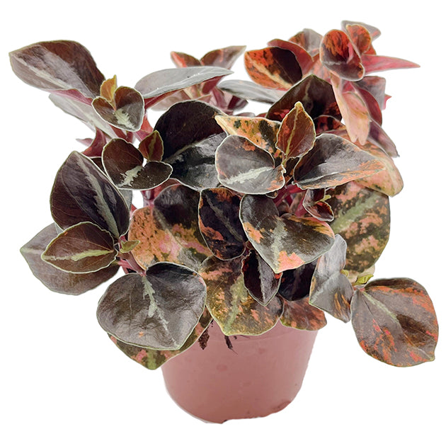 Peperomia "Crème Brûlée" - panaschierter Pfeffer