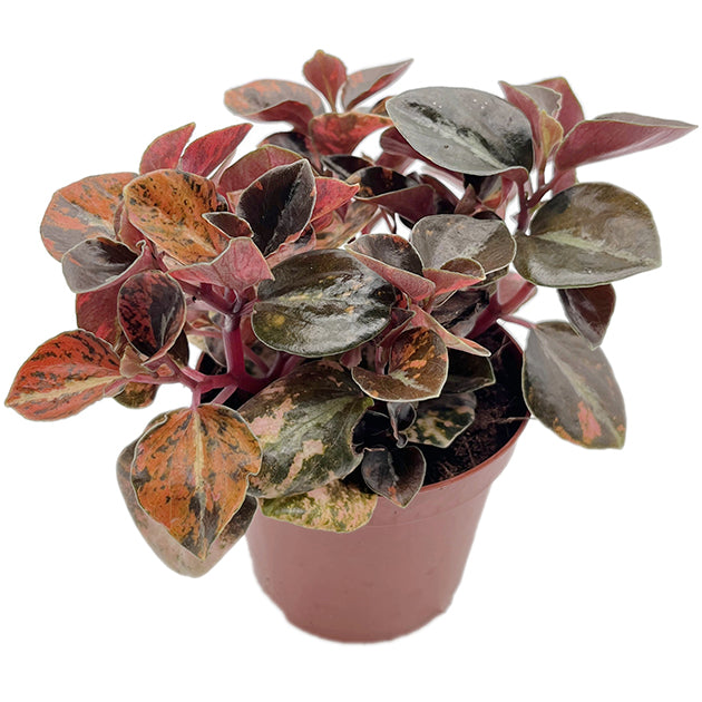 Peperomia "Crème Brûlée" - panaschierter Pfeffer